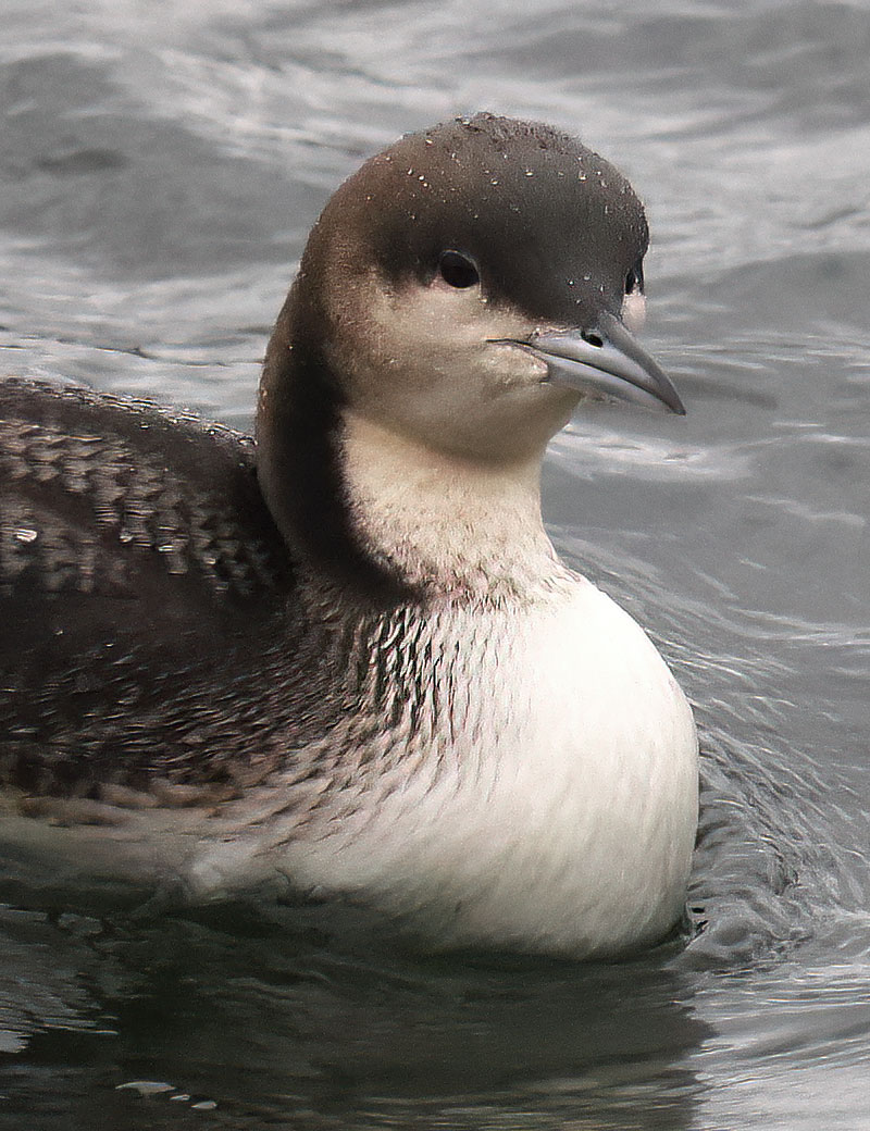 Pacific diver